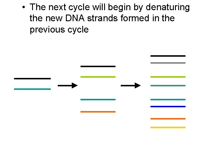  • The next cycle will begin by denaturing the new DNA strands formed