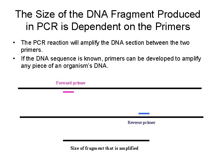 The Size of the DNA Fragment Produced in PCR is Dependent on the Primers