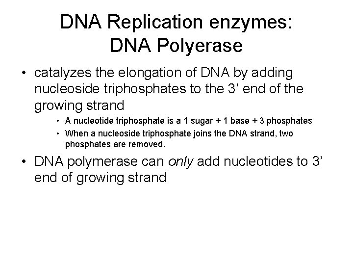 DNA Replication enzymes: DNA Polyerase • catalyzes the elongation of DNA by adding nucleoside