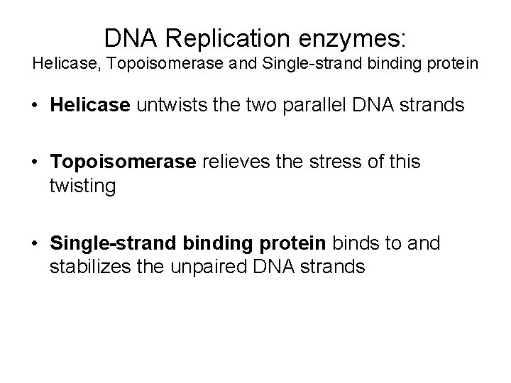 DNA Replication enzymes: Helicase, Topoisomerase and Single-strand binding protein • Helicase untwists the two
