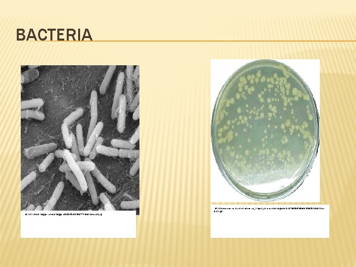 BACTERIA http: //photos 1. blogger. com/x/blogger/1918/602/1600/773294/bacteria 1. jpg http: //www. sciencehound. com/science_project_community/images/e 3 abd