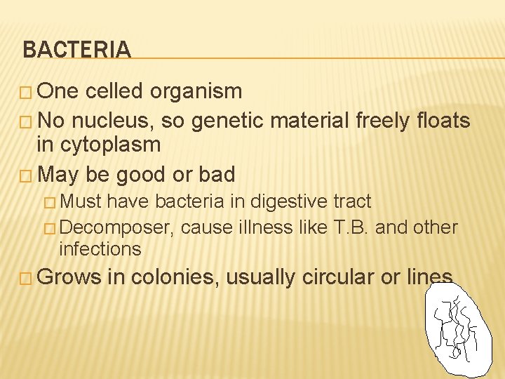 BACTERIA � One celled organism � No nucleus, so genetic material freely floats in