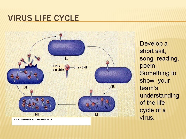 VIRUS LIFE CYCLE http: //users. rcn. com/jkimball. ma. ultranet/Biology. Pages/V/Viruses. html Develop a short