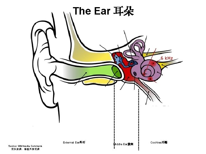 The Ear 耳朵 External Ear外耳 Source: Wikimedia Commons 资料来源：维基共享资源 Middle Ear鼓室 Cochlea耳蜗 