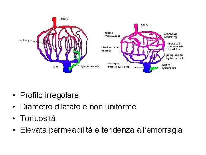  • • Profilo irregolare Diametro dilatato e non uniforme Tortuosità Elevata permeabilità e