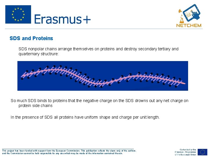 SDS and Proteins - SDS nonpolar chains arrange themselves on proteins and destroy secondary