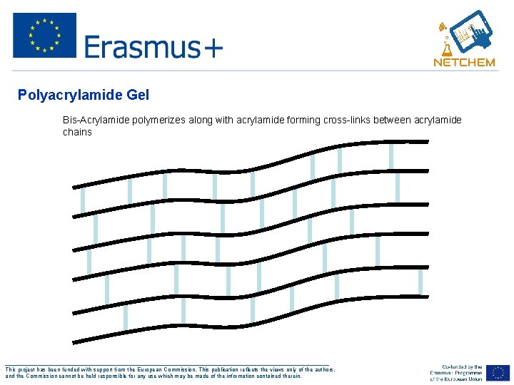 Polyacrylamide Gel • Bis-Acrylamide polymerizes along with acrylamide forming cross-links between acrylamide chains ___________________________________________________