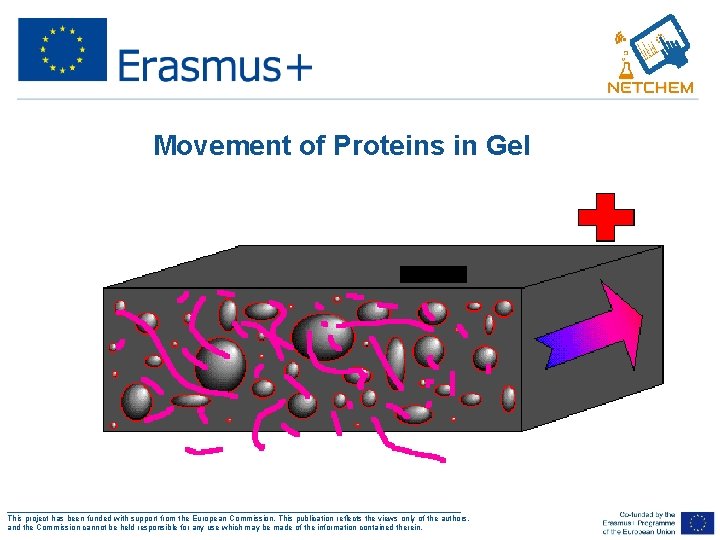 Movement of Proteins in Gel ___________________________________________________ This project has been funded with support from
