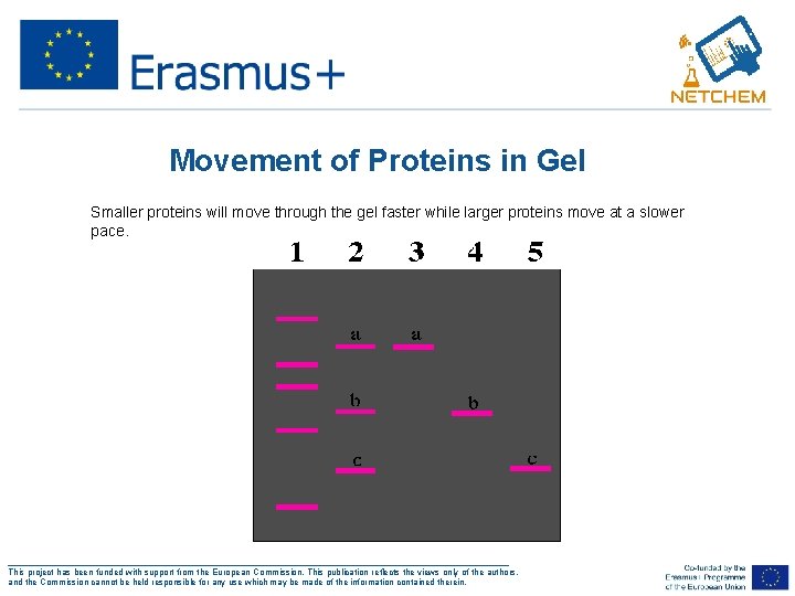 Movement of Proteins in Gel • Smaller proteins will move through the gel faster