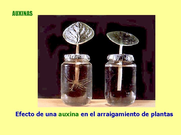 AUXINAS Efecto de una auxina en el arraigamiento de plantas AUXINAS Efecto de una auxina en el arraigamiento de plantas