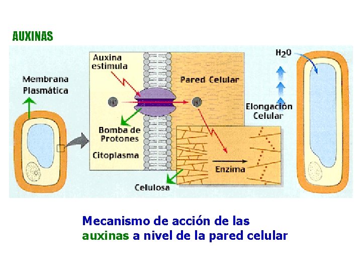 AUXINAS Mecanismo de acción de las auxinas a nivel de la pared celular AUXINAS Mecanismo de acción de las auxinas a nivel de la pared celular