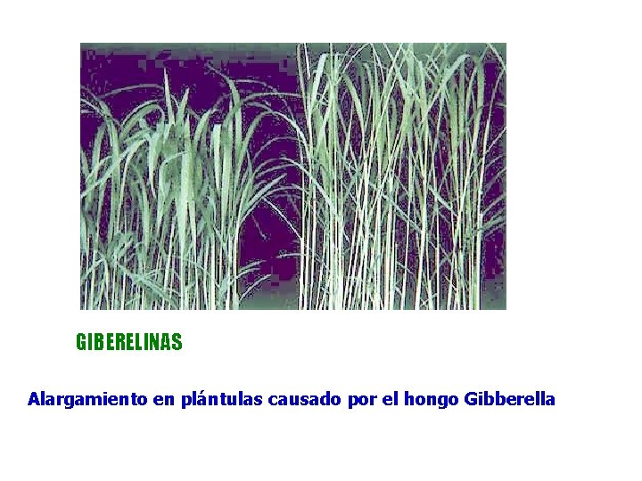 GIBERELINAS Alargamiento en plántulas causado por el hongo Gibberella GIBERELINAS Alargamiento en plántulas causado por el hongo Gibberella