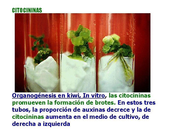 CITOCININAS Organogénesis en kiwi, In vitro, las citocininas promueven la formación de brotes. En CITOCININAS Organogénesis en kiwi, In vitro, las citocininas promueven la formación de brotes. En
