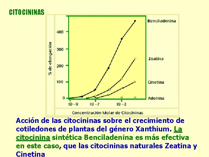 CITOCININAS Acción de las citocininas sobre el crecimiento de cotiledones de plantas del género CITOCININAS Acción de las citocininas sobre el crecimiento de cotiledones de plantas del género