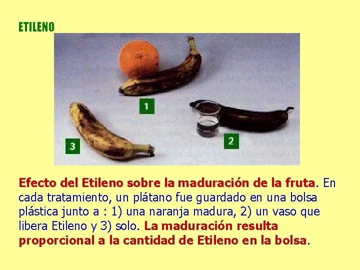 ETILENO Efecto del Etileno sobre la maduración de la fruta En cada tratamiento, un ETILENO Efecto del Etileno sobre la maduración de la fruta En cada tratamiento, un