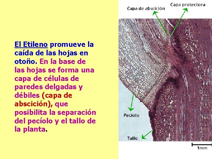 El Etileno promueve la caída de las hojas en otoño. En la base de El Etileno promueve la caída de las hojas en otoño. En la base de