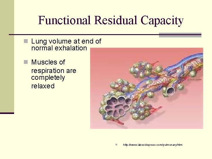 Functional Residual Capacity n Lung volume at end of normal exhalation n Muscles of