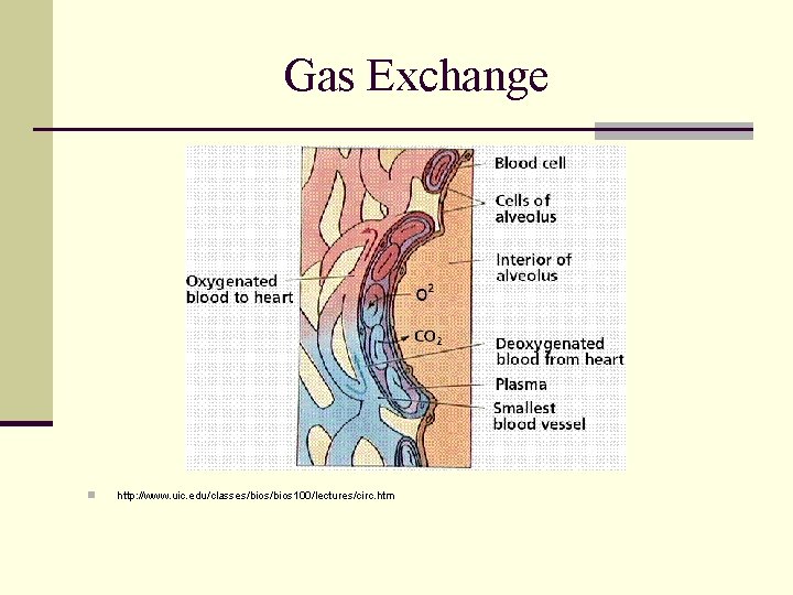 Gas Exchange n http: //www. uic. edu/classes/bios 100/lectures/circ. htm 