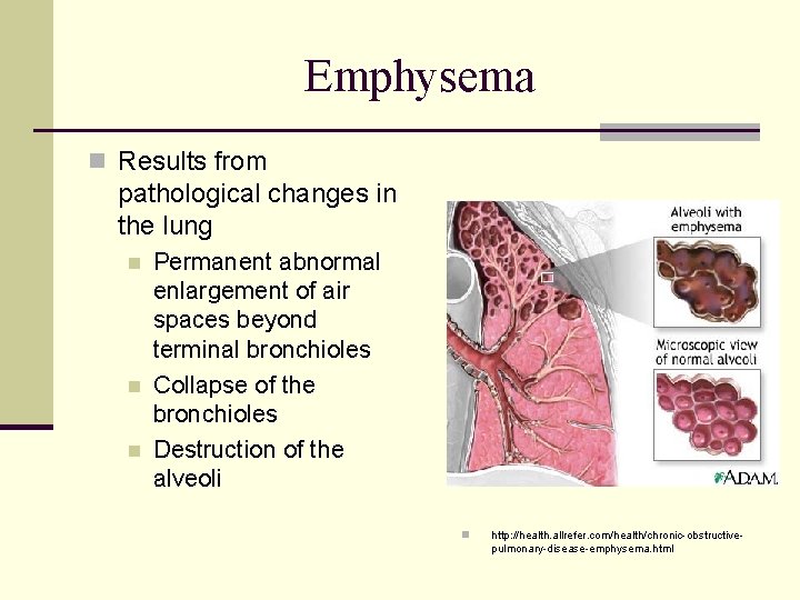 Emphysema n Results from pathological changes in the lung n n n Permanent abnormal