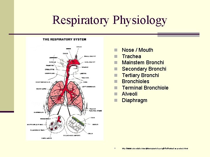 Respiratory Physiology n n n n n Nose / Mouth Trachea Mainstem Bronchi Secondary