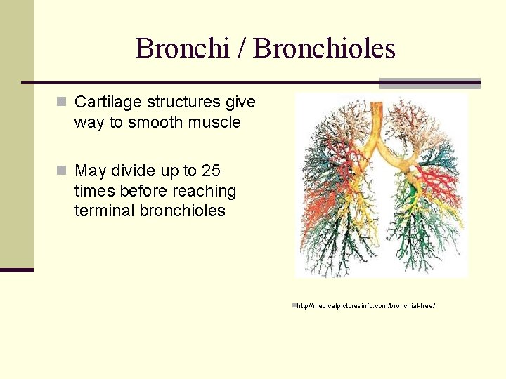 Bronchi / Bronchioles n Cartilage structures give way to smooth muscle n May divide