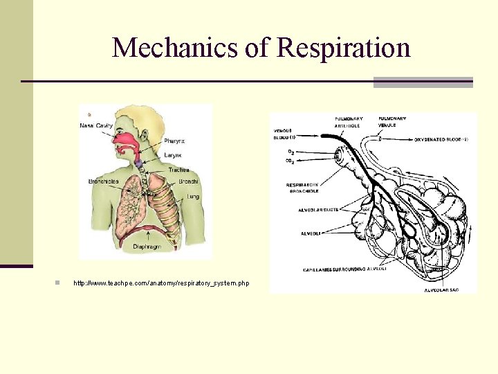 Mechanics of Respiration n http: //www. teachpe. com/anatomy/respiratory_system. php 