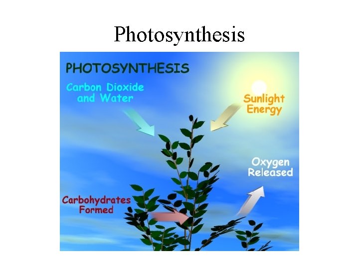 Photosynthesis 