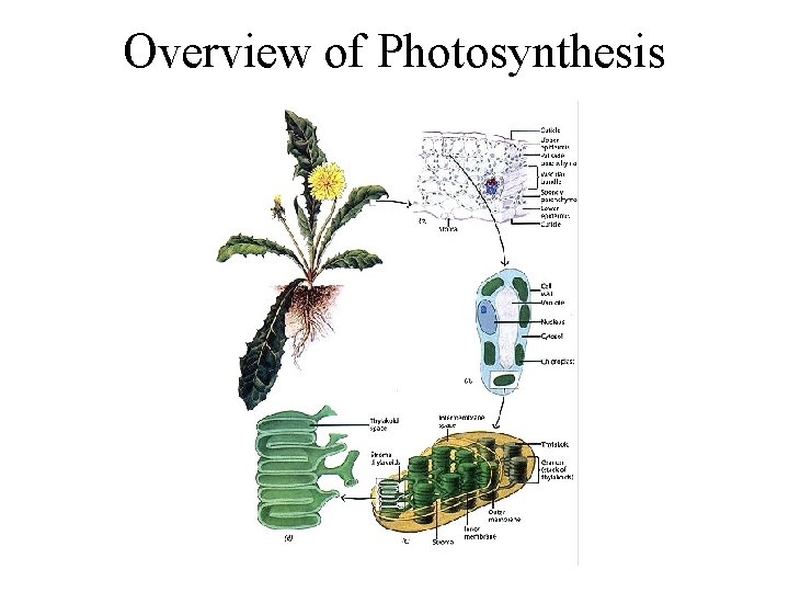 Overview of Photosynthesis 