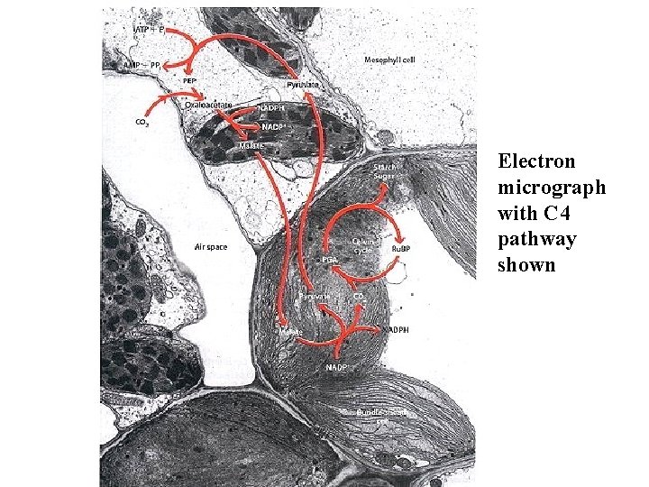 Electron micrograph with C 4 pathway shown 