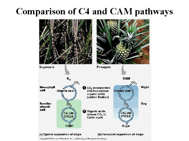 Comparison of C 4 and CAM pathways 