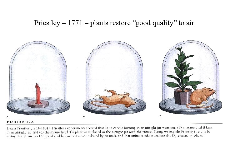 Priestley – 1771 – plants restore “good quality” to air 