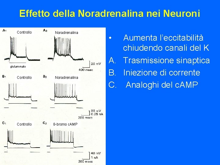 Effetto della Noradrenalina nei Neuroni Controllo Noradrenalina glutammato Controllo Noradrenalina Controllo 8 -bromo c.