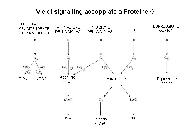 Vie di signalling accoppiate a Proteine G MODULAZIONE Gbg-DIPENDENTE DI CANALI IONICI GIRK VOCC