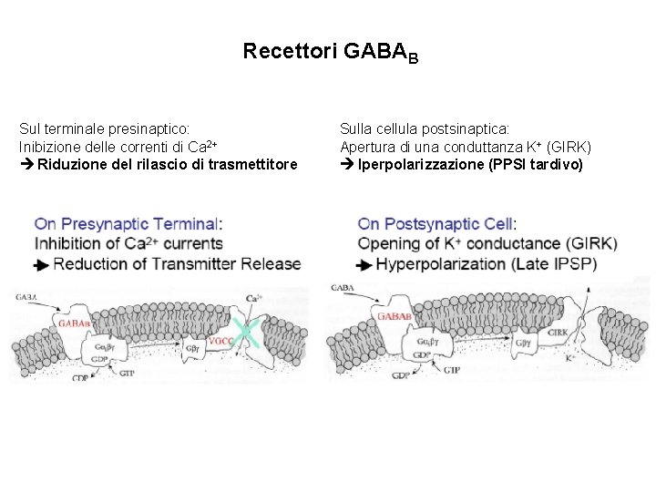 Recettori GABAB Sul terminale presinaptico: Inibizione delle correnti di Ca 2+ Riduzione del rilascio