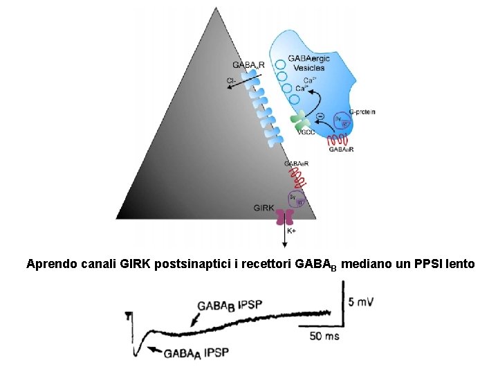 Aprendo canali GIRK postsinaptici i recettori GABAB mediano un PPSI lento 