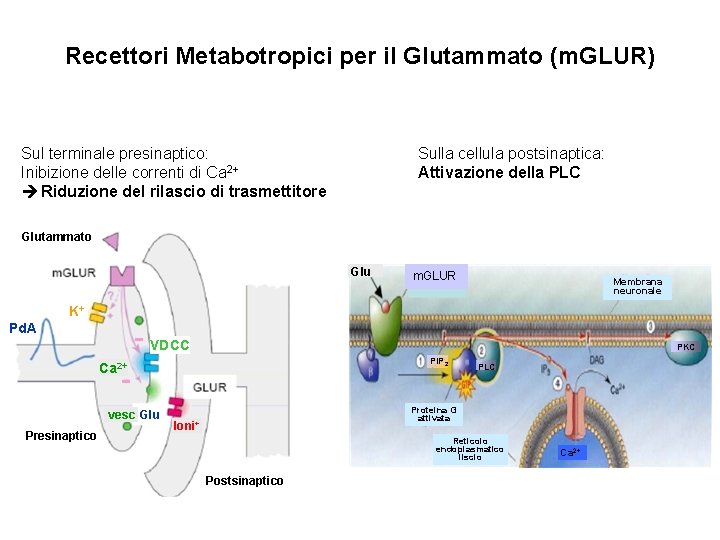 Recettori Metabotropici per il Glutammato (m. GLUR) Sul terminale presinaptico: Inibizione delle correnti di