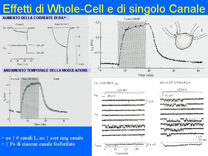 Effetti di Whole-Cell e di singolo Canale AUMENTO DELLA CORRENTE DI BA 2+ ANDAMENTO