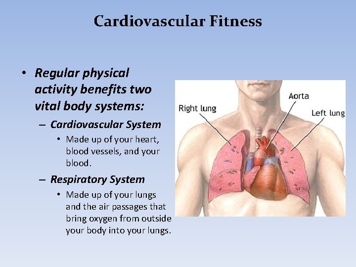 Cardiovascular Fitness • Regular physical activity benefits two vital body systems: – Cardiovascular System