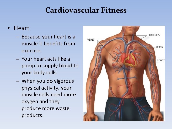 Cardiovascular Fitness • Heart – Because your heart is a muscle it benefits from