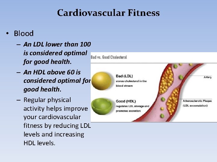 Cardiovascular Fitness • Blood – An LDL lower than 100 is considered optimal for