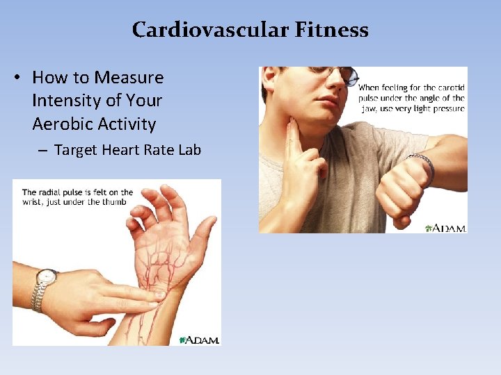 Cardiovascular Fitness • How to Measure Intensity of Your Aerobic Activity – Target Heart