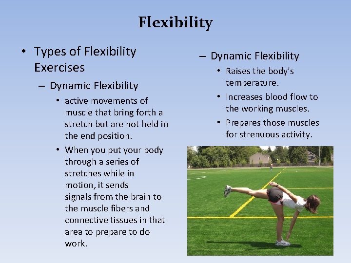 Flexibility • Types of Flexibility Exercises – Dynamic Flexibility • active movements of muscle