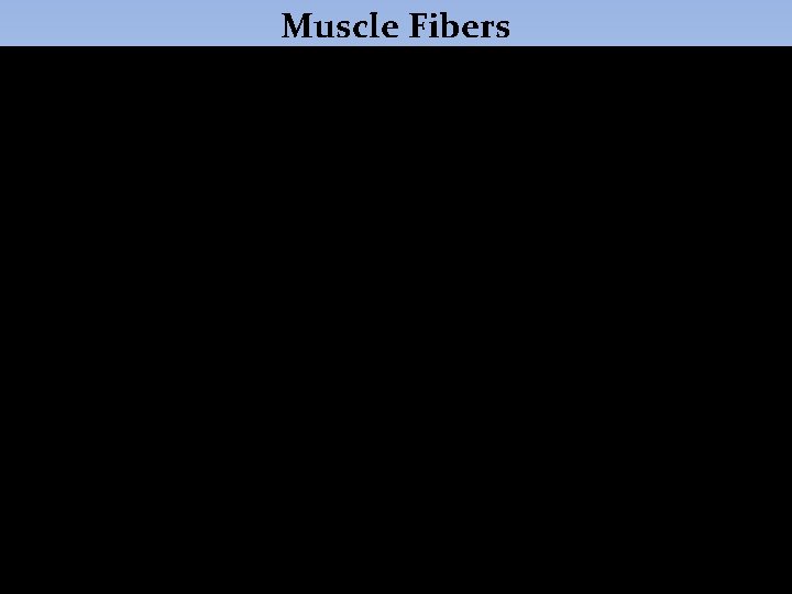 Muscle Fibers 