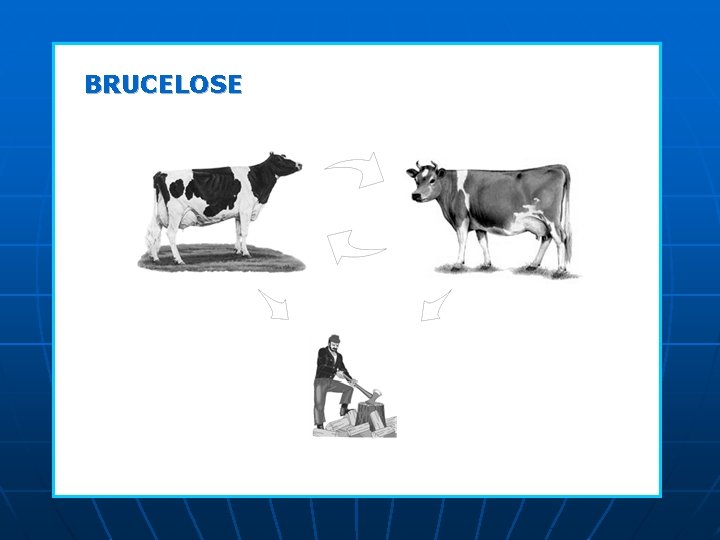 BRUCELOSE BRUCELOSE