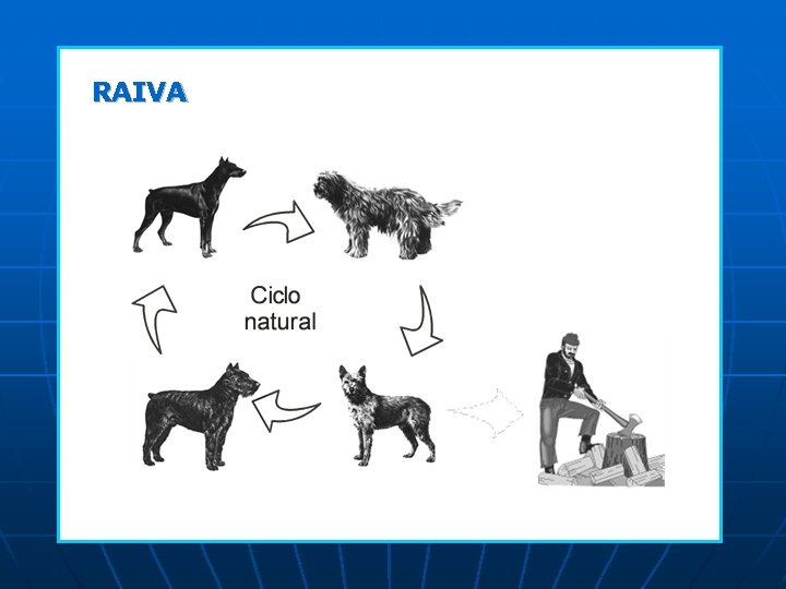 RAIVA BRUCELOSE RAIVA BRUCELOSE