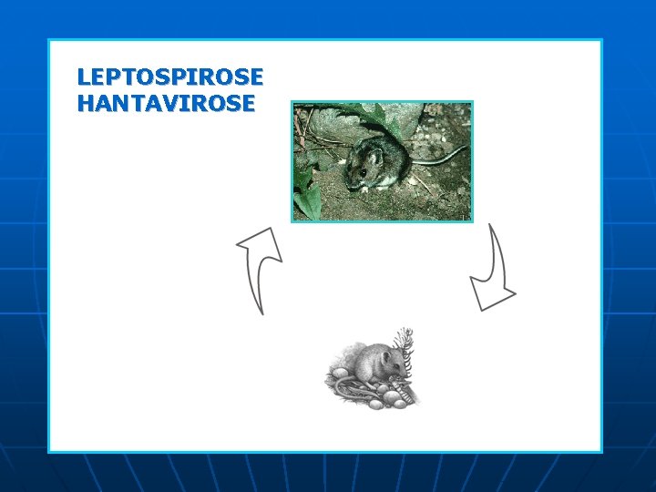 LEPTOSPIROSE HANTAVIROSE BRUCELOSE LEPTOSPIROSE HANTAVIROSE BRUCELOSE
