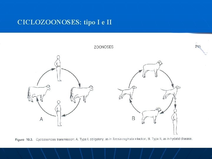 CICLOZOONOSES: tipo I e II CICLOZOONOSES: tipo I e II