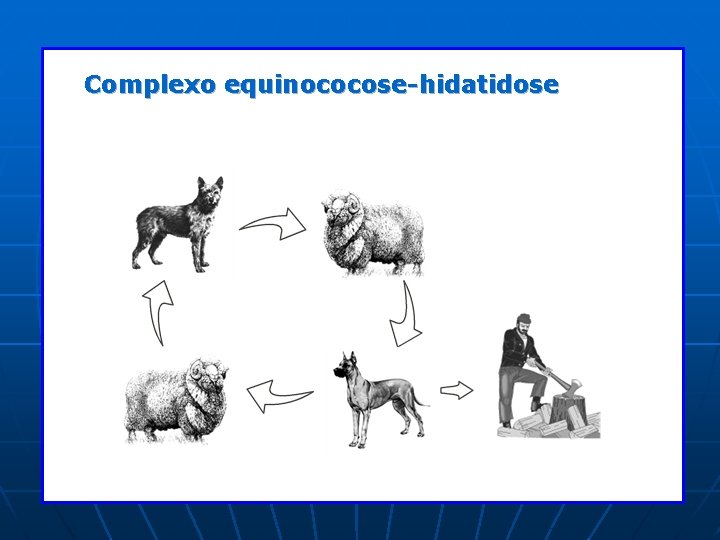 Complexo equinococose-hidatidose Complexo equinococose-hidatidose