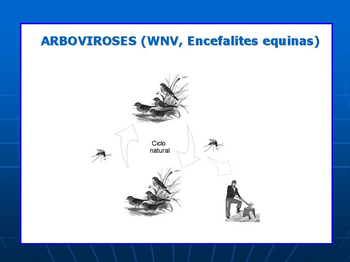 ARBOVIROSES (WNV, Encefalites equinas) ARBOVIROSES (WNV, Encefalites equinas)