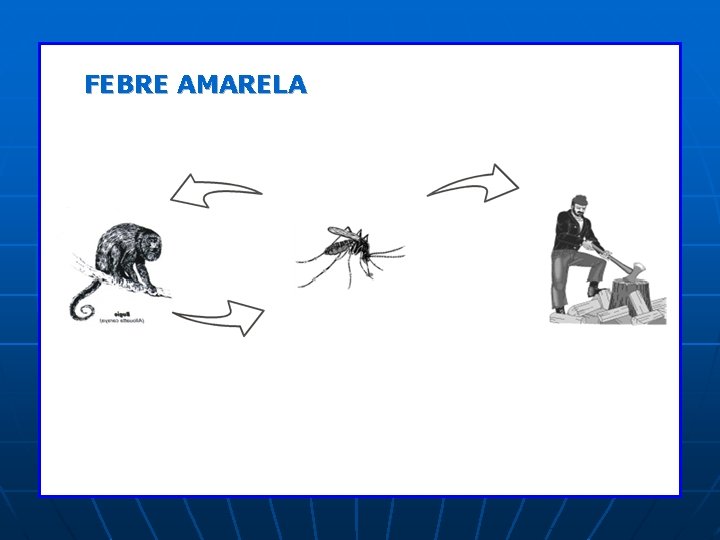 FEBRE AMARELA FEBRE AMARELA